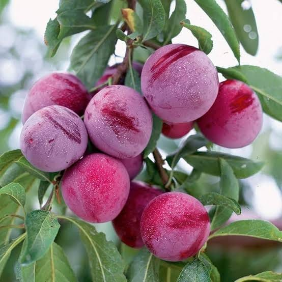 Ciruelas en el árbol